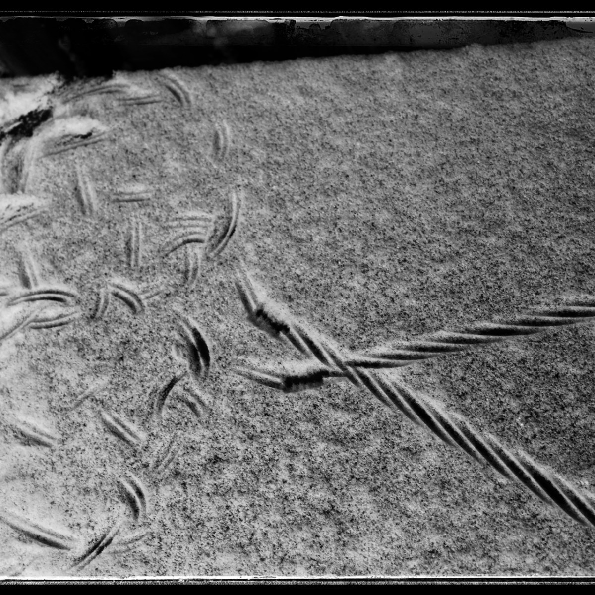 Stilleven in de&nbsp;sneeuw